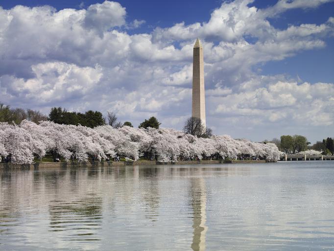 Washington Monument with Cherry Blossoms