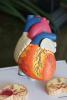 Anatomic Heart